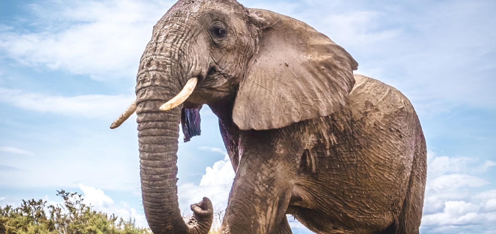 Picking up good vibrations Feeling the beat through the elephants feet Department of Zoology