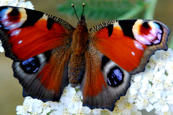 A peacock butterly