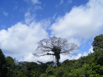 Cuyabeno National Park, Ecuador (c. Daniele Colombaroli) Cuyabeno National Park, Ecuador (c. Daniele Colombaroli)