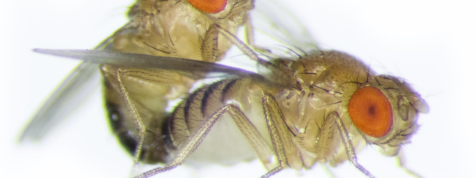 Fly Lab Department of Zoology