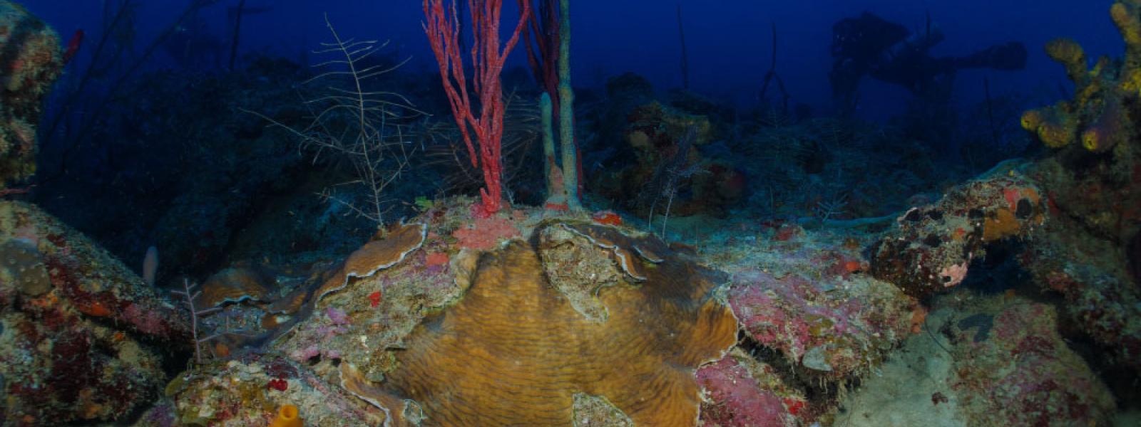 Ocean Research And Conservation Group Department Of Zoology