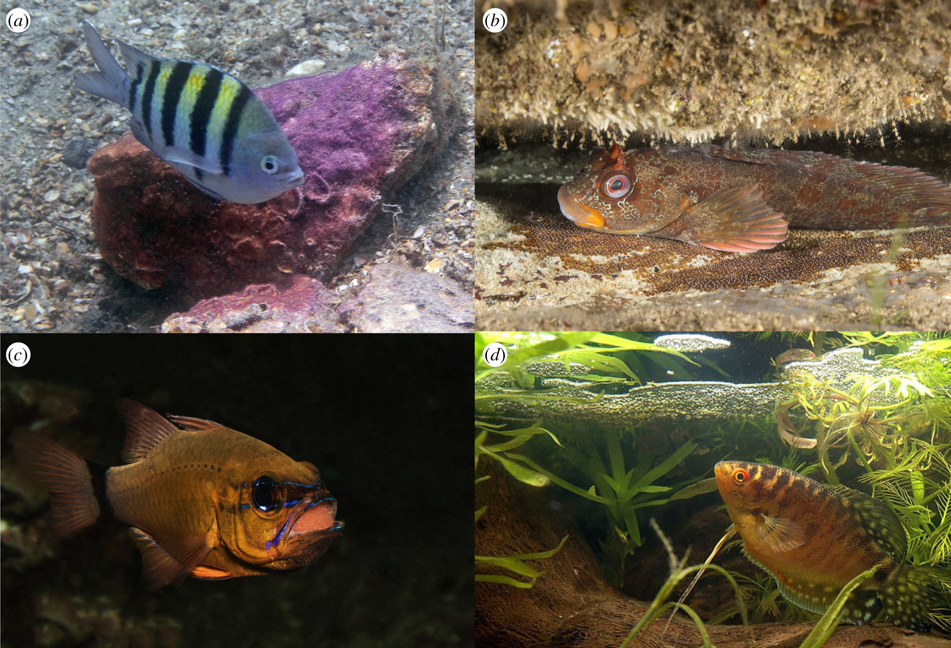 The costs and benefits of paternal care in fish Department of Zoology