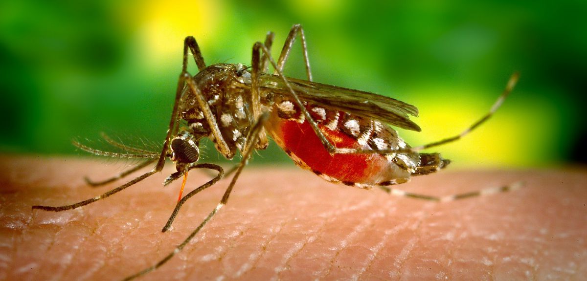 Tracking the evolution and transmission of yellow fever Department of