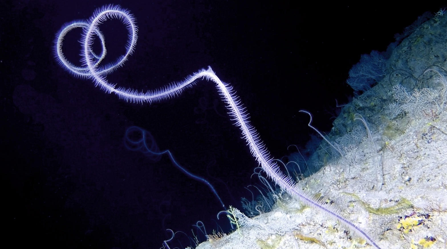 Credit- Nekton: Black coral garden at 300m off Bermuda. Credit- Nekton: Black coral garden at 300m off Bermuda.