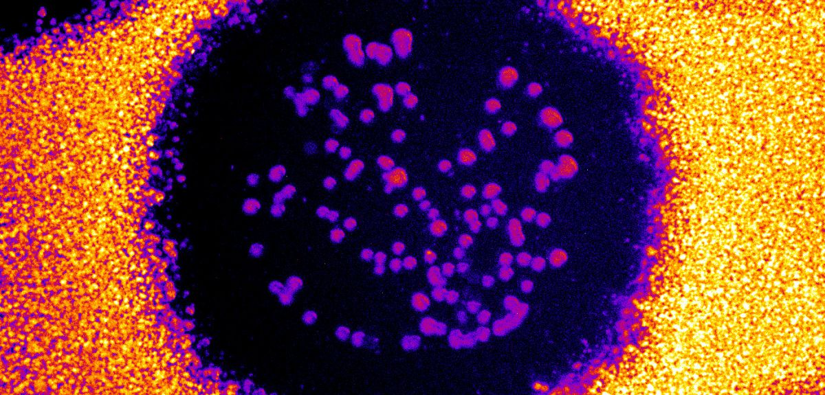 Predicting the effect of habitat modification on networks of